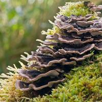 Trametes versicolor 